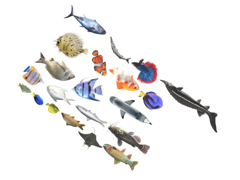 Fishes Set 3D Model