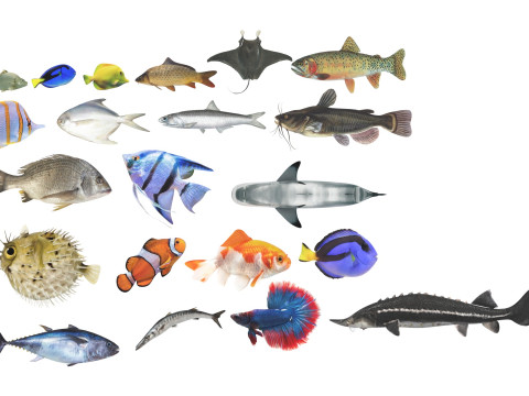 Fishes Set 3D Model