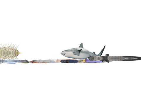 Fishes Set 3D Model
