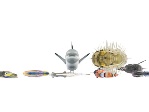 Fishes Set 3D Model