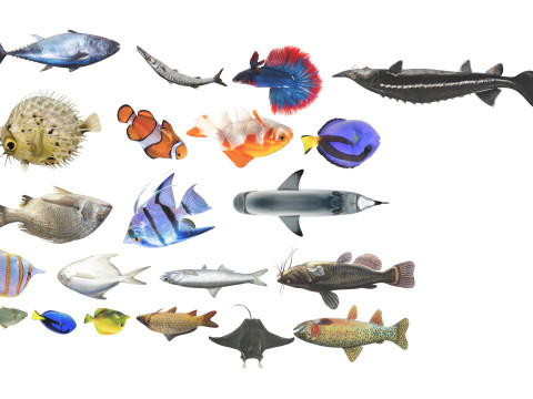 Fishes Set 3D Model