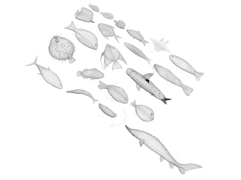 Fishes Set 3D Model