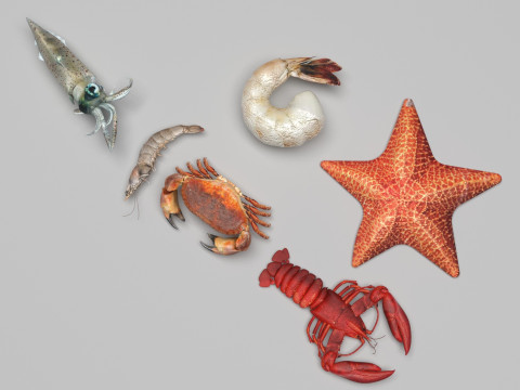 Sea Creatures Set Modelo 3D