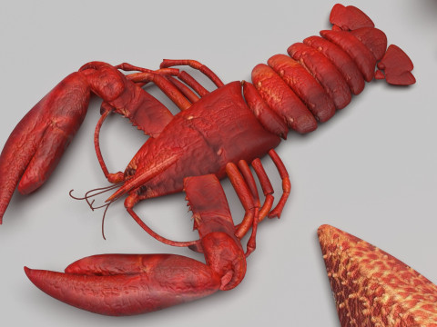 Sea Creatures Set Modelo 3D