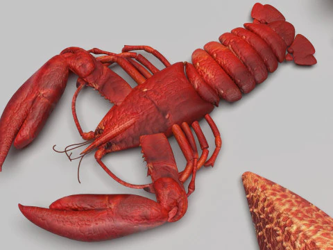 Makhluk Laut Ditetapkan Model 3D