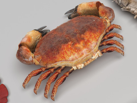 Sea Creatures Set Modelo 3D