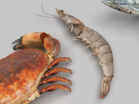 Makhluk Laut Ditetapkan Model 3D