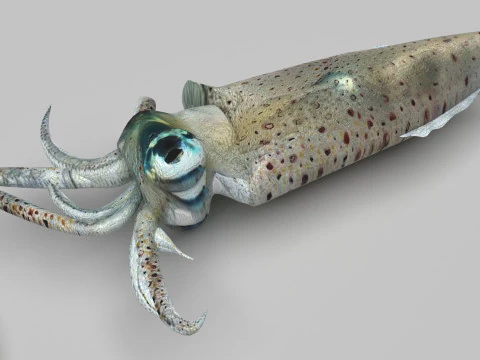 Makhluk Laut Ditetapkan Model 3D