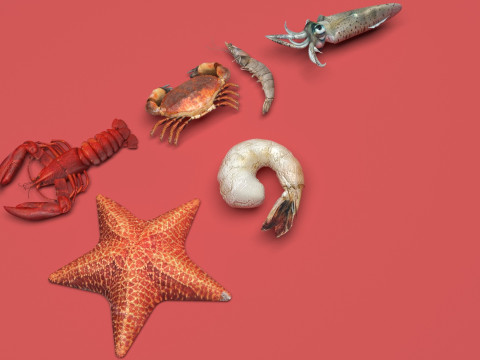 Sea Creatures Set Modelo 3D