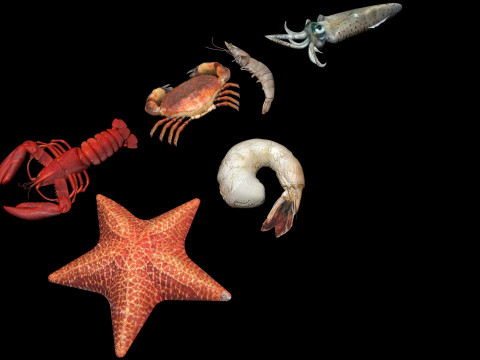Sea Creatures Set Modelo 3D