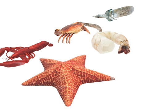Sea Creatures Set Modelo 3D