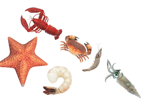 Sea Creatures Set Modelo 3D
