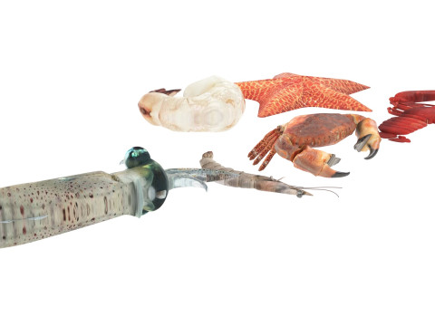 Sea Creatures Set Modelo 3D
