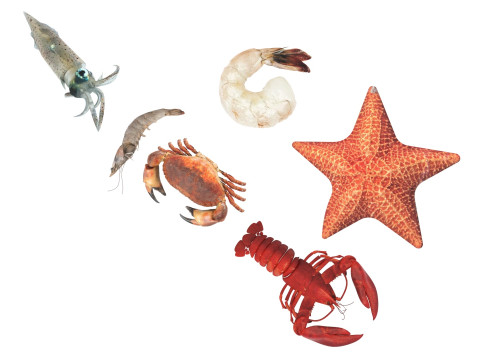 Sea Creatures Set Modelo 3D