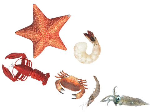 Sea Creatures Set Modelo 3D