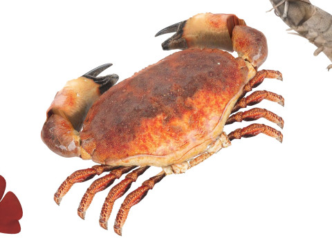 Sea Creatures Set Modelo 3D