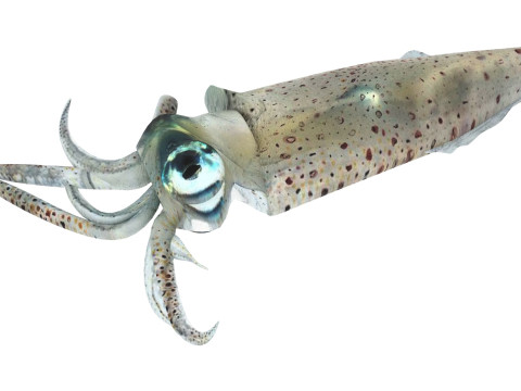 Sea Creatures Set Modelo 3D