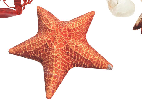 Sea Creatures Set Modelo 3D
