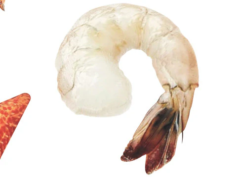 Makhluk Laut Ditetapkan Model 3D