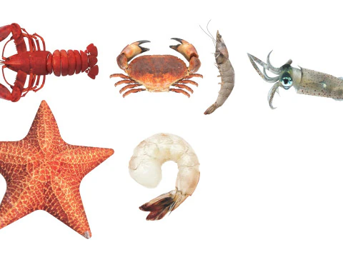 Makhluk Laut Ditetapkan Model 3D