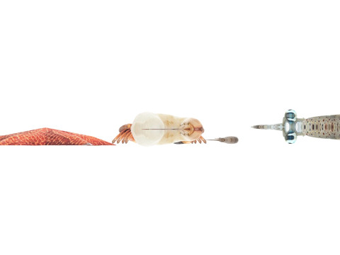Sea Creatures Set Modelo 3D