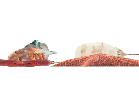 Makhluk Laut Ditetapkan Model 3D