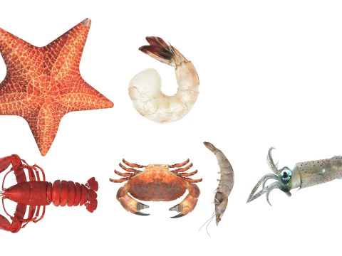 Makhluk Laut Ditetapkan Model 3D