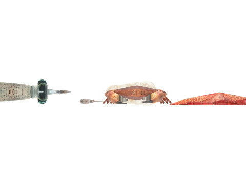 Sea Creatures Set Modelo 3D