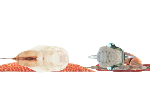 Sea Creatures Set Modelo 3D