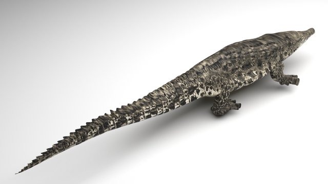 Crocodile 3D Model .c4d .max .obj .3ds .fbx .stl .blend 