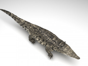 Crocodile 3D Model
