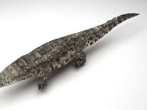 Crocodile 3D Model