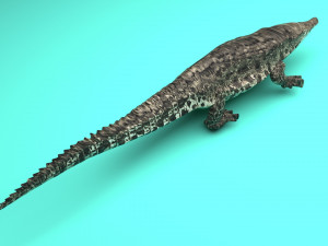 Crocodile 3D Model