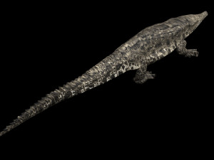 Crocodile 3D Model
