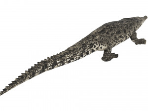 Crocodile 3D Model