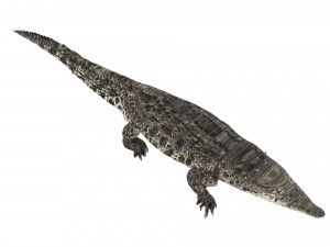 Crocodile 3D Model