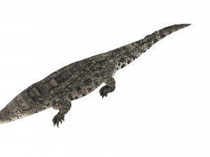 Crocodile 3D Model