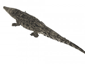 Crocodile 3D Model