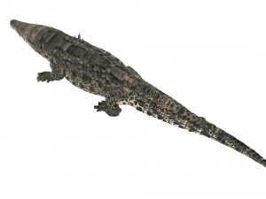 Crocodile 3D Model