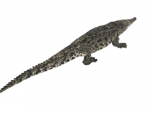 Crocodile 3D Model