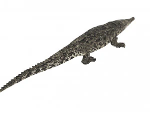 Crocodile 3D Model