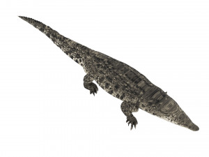 Crocodile 3D Model