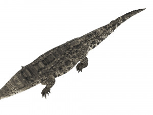 Crocodile 3D Model