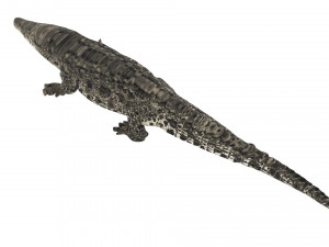 Crocodile 3D Model