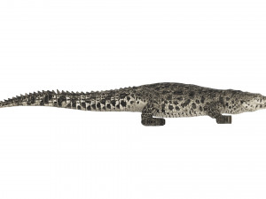 Crocodile 3D Model