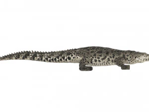 Crocodile 3D Model