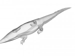 Crocodile 3D Model