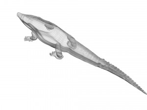 Crocodile 3D Model