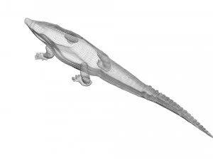 Crocodile 3D Model