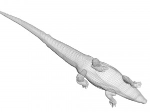 Crocodile 3D Model